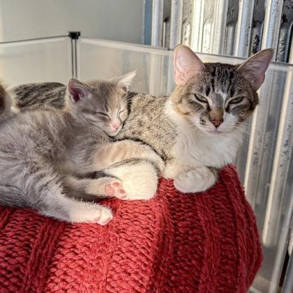 Kupid, Adoptable, Young Male Domestic Short Hair & Domestic Short Hair.