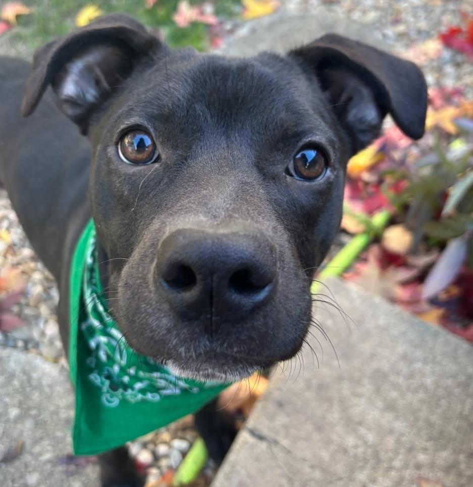 Magic - ADOPTED, Adopted, Young Male Terrier.