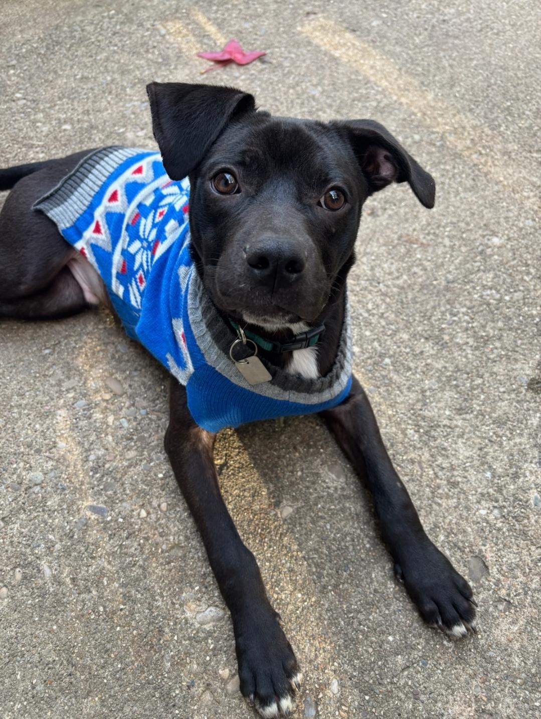 Enlarge Magic - ADOPTED, a Adopted mixed breed in Millfield, OH image 2/2