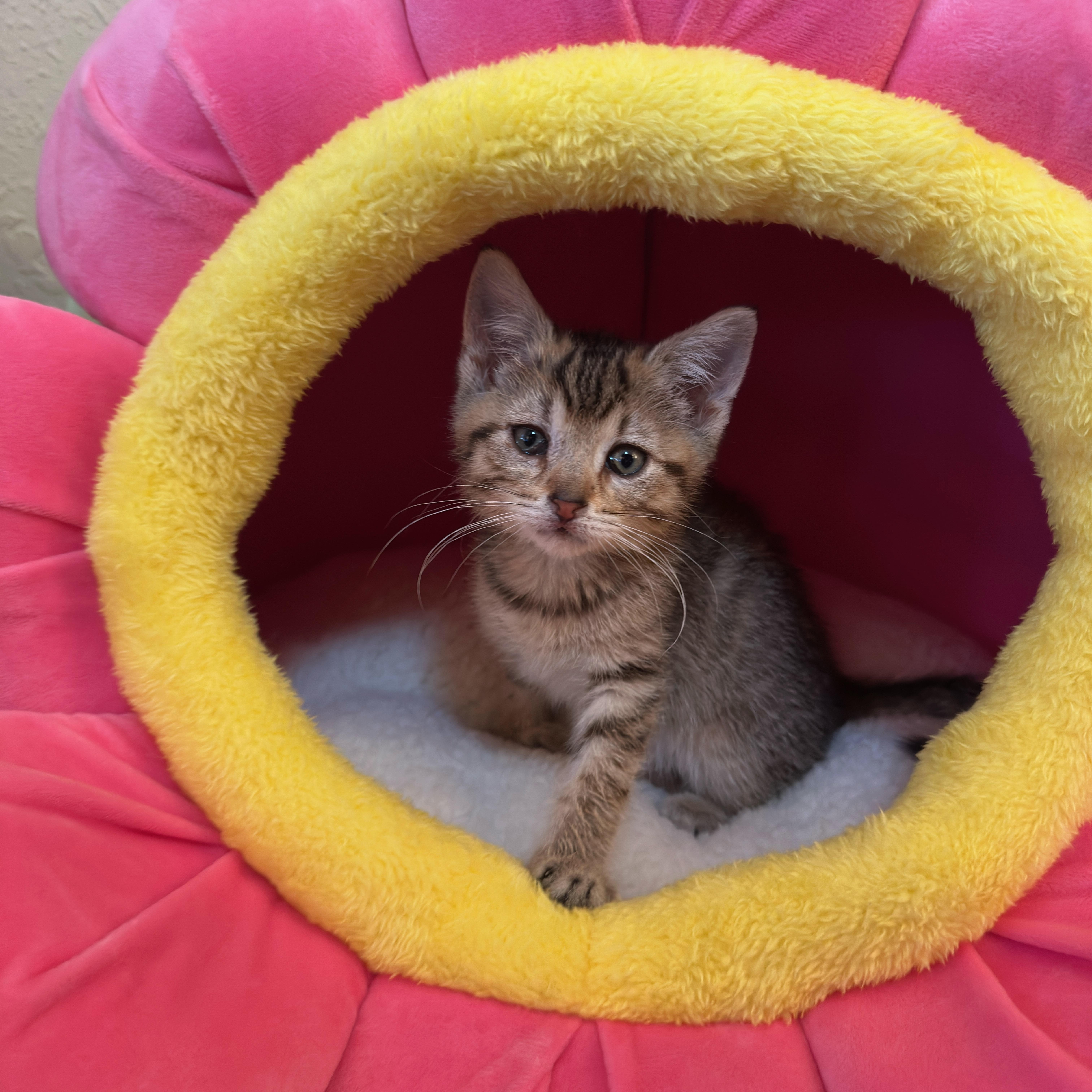 Enlarge Brinkley, a Adoptable Domestic Short Hair in Minneapolis, MN image 1/2