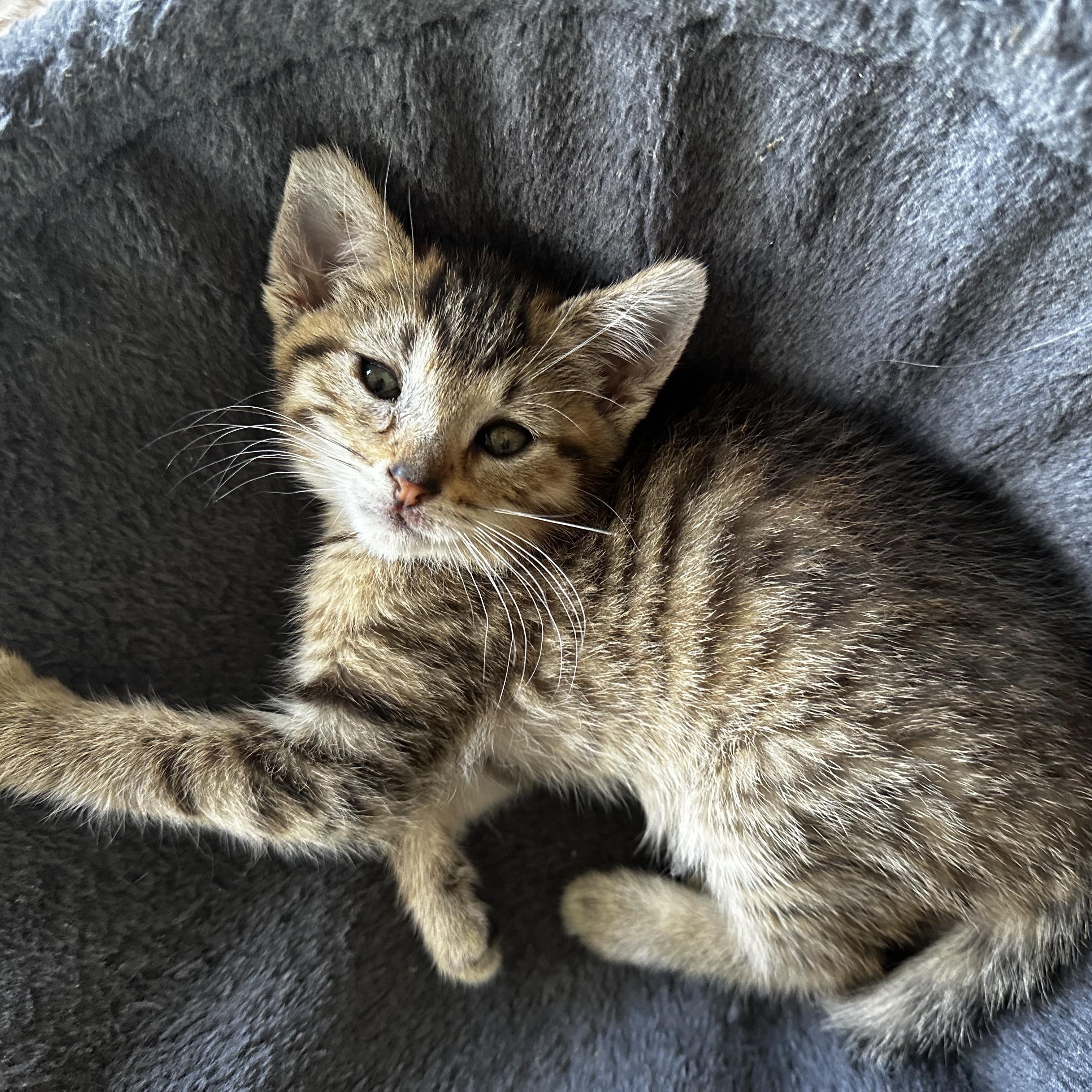 Enlarge Brinkley, a Adoptable Domestic Short Hair in Minneapolis, MN image 2/2