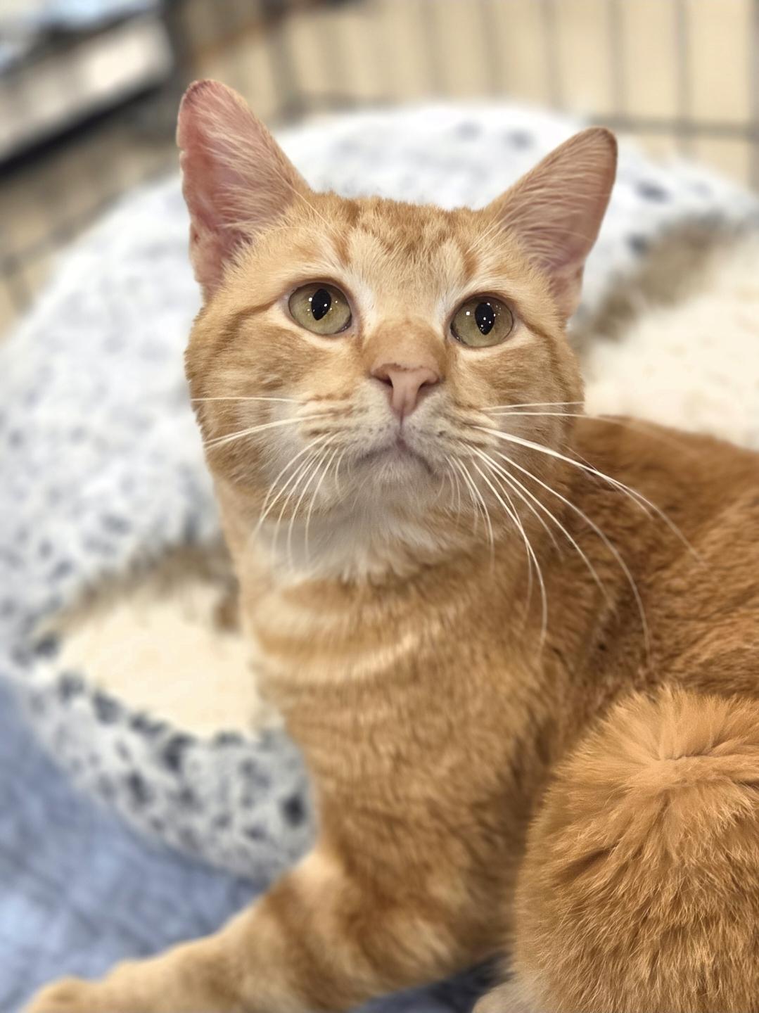 HANK , adopted, Adult Male Domestic Short Hair.