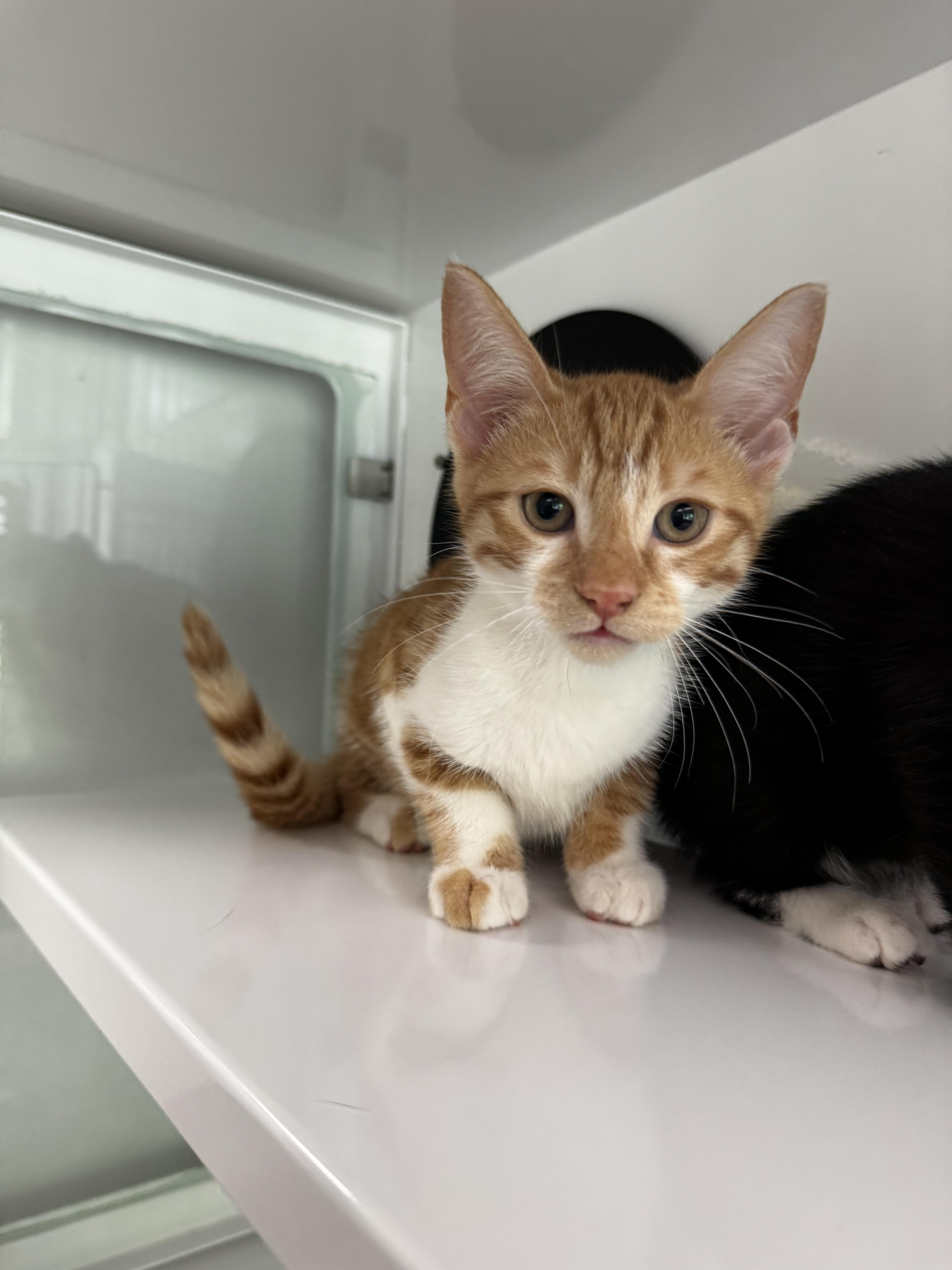 Butter, Baby Male Domestic Short Hair