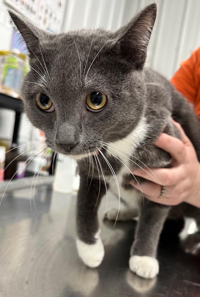 Micha, Adoptable, Young Male Domestic Short Hair.