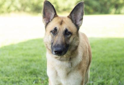Enlarge Pebbles, a ADOPTABLE Mixed Breed in Hamilton, OH image 3/3