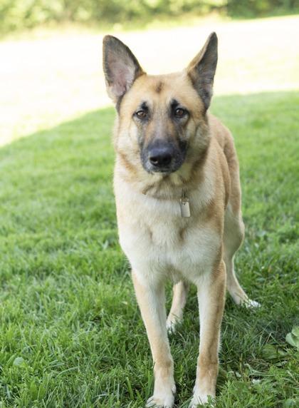 Pebbles, ADOPTABLE, Adult Female Mixed Breed.