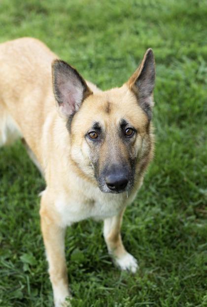 Enlarge Pebbles, a ADOPTABLE Mixed Breed in Hamilton, OH image 2/3
