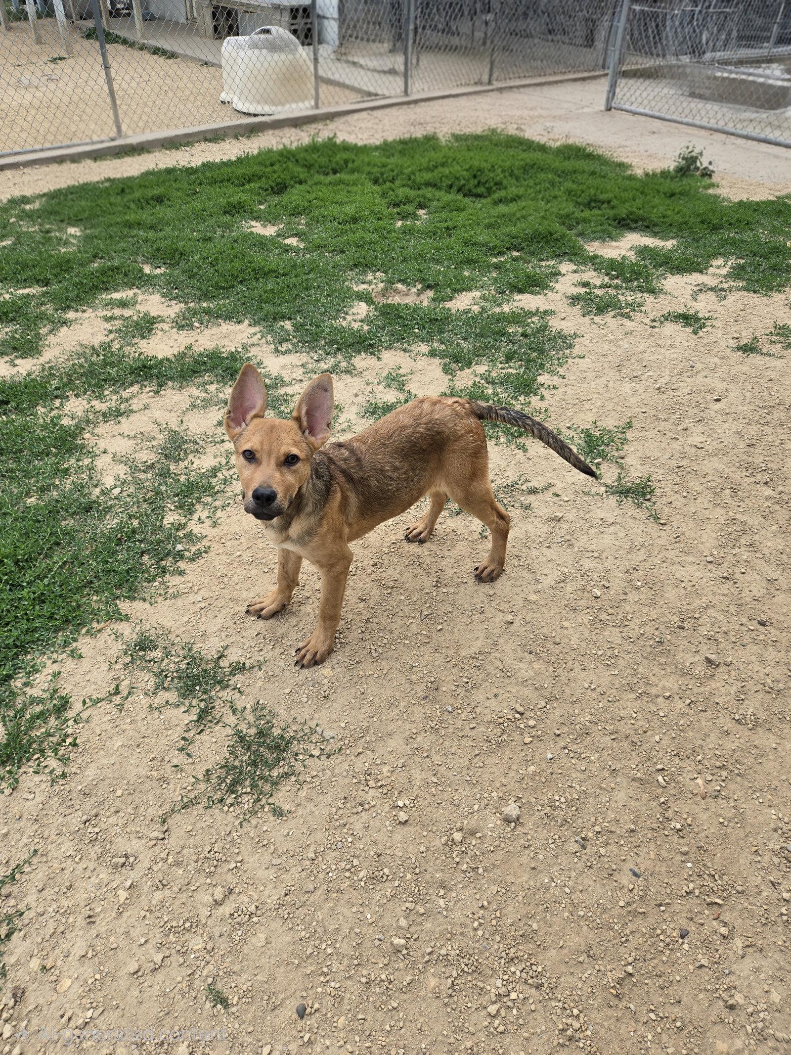 Scotty, Adopted, Young Male German Shepherd Dog & Yellow Labrador Retriever.