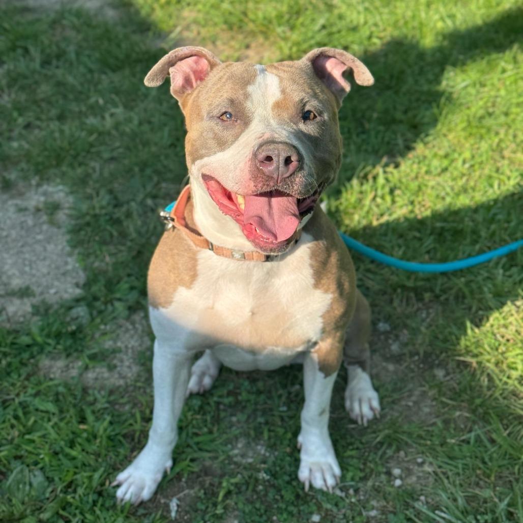 Carmen, Adoptable, Adult Female Mixed Breed.