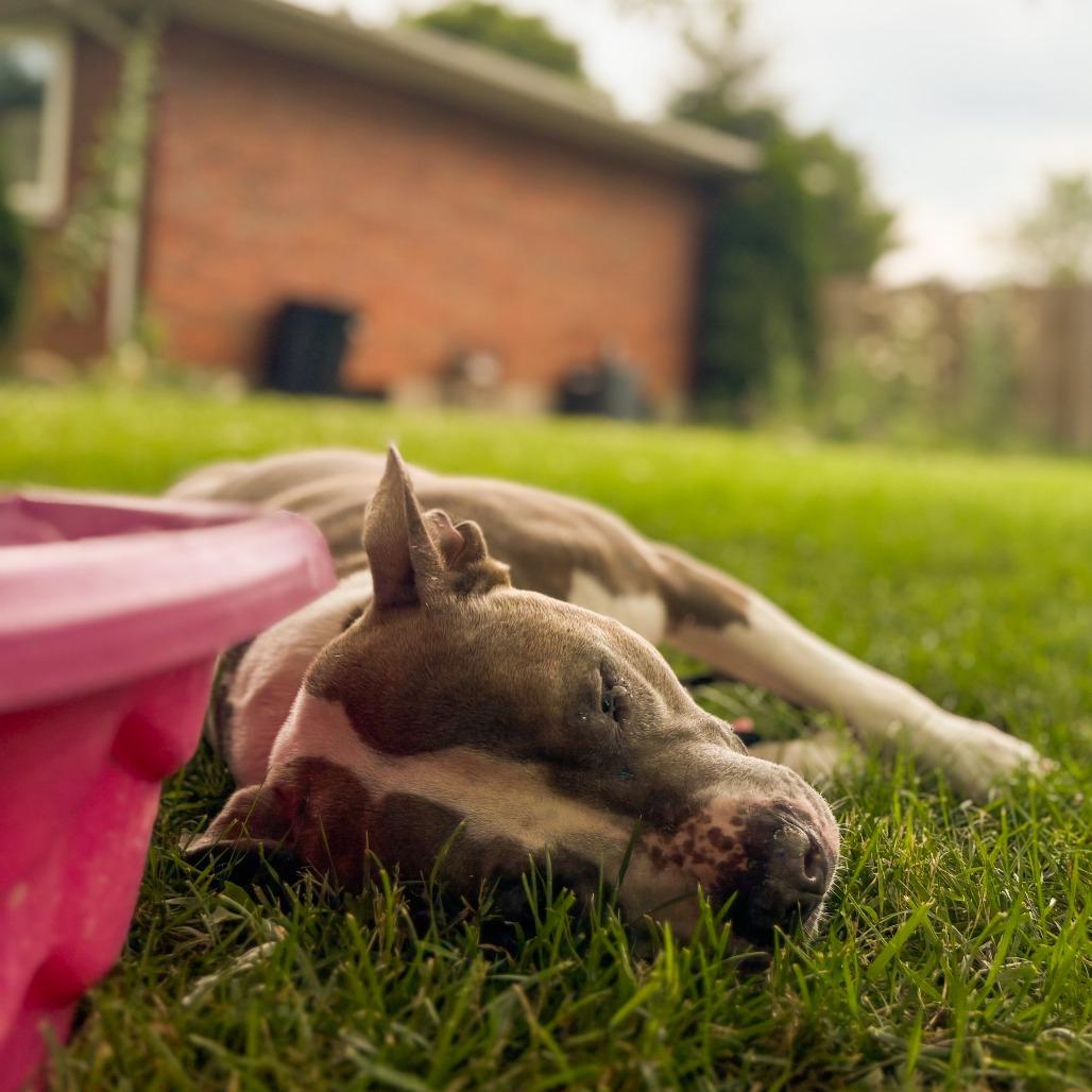 Enlarge Carmen, a Adoptable Mixed Breed in Franklin, TN image 6/6