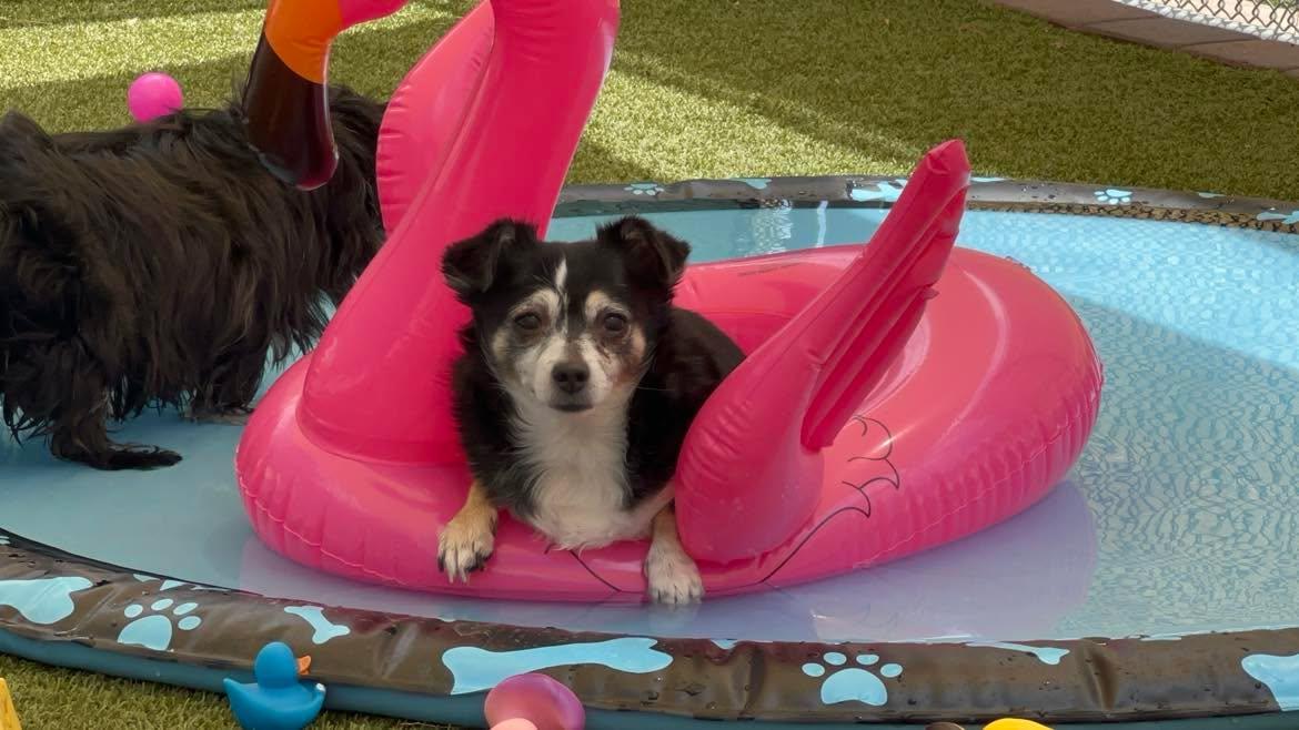 Turtle, adoptable, Young Female Chihuahua.