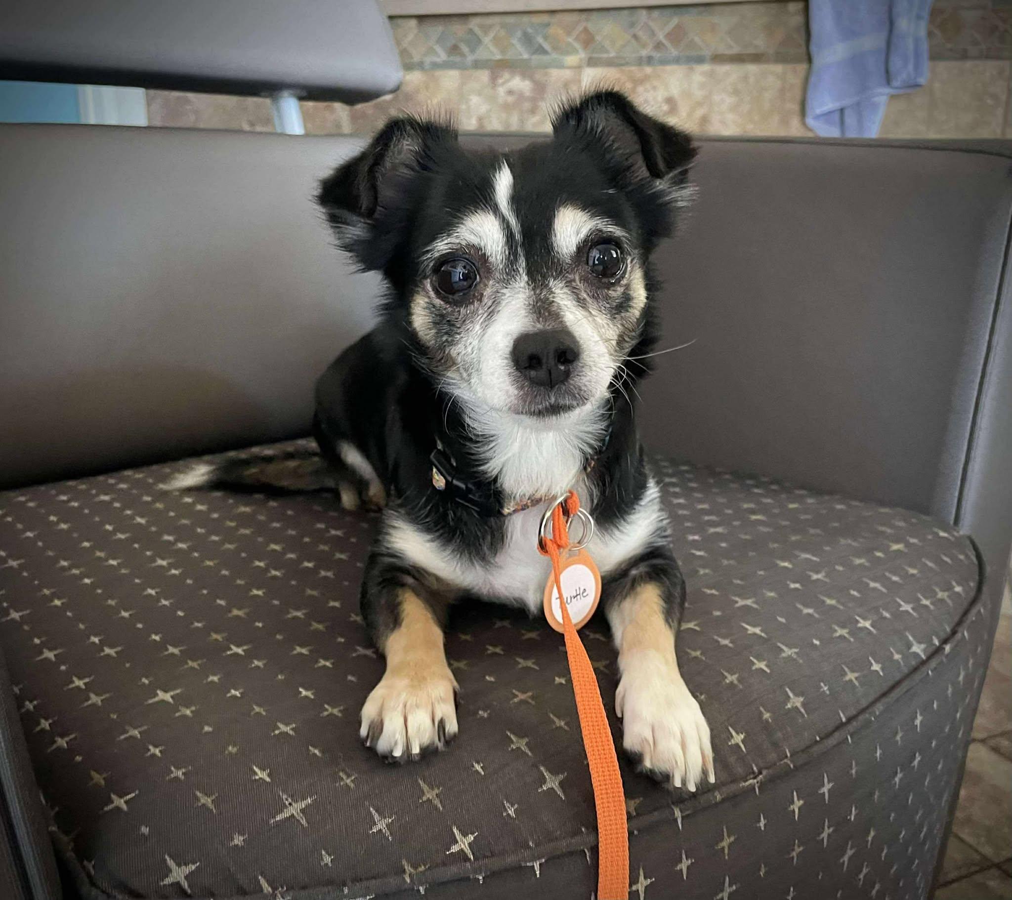 Turtle — thumbnail 2