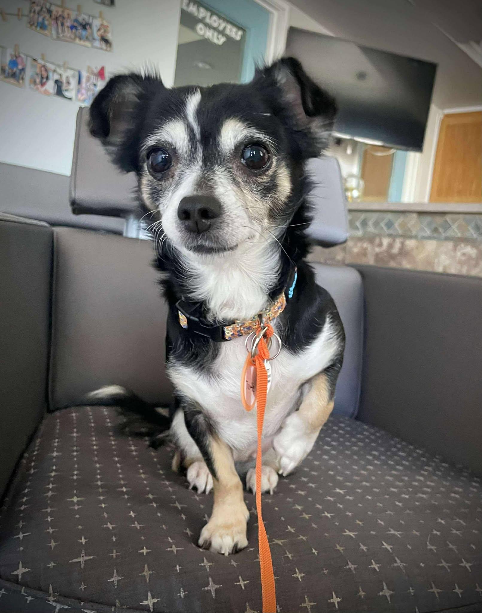 Enlarge Turtle, an adoptable Chihuahua in Phoenix, AZ image 6/6