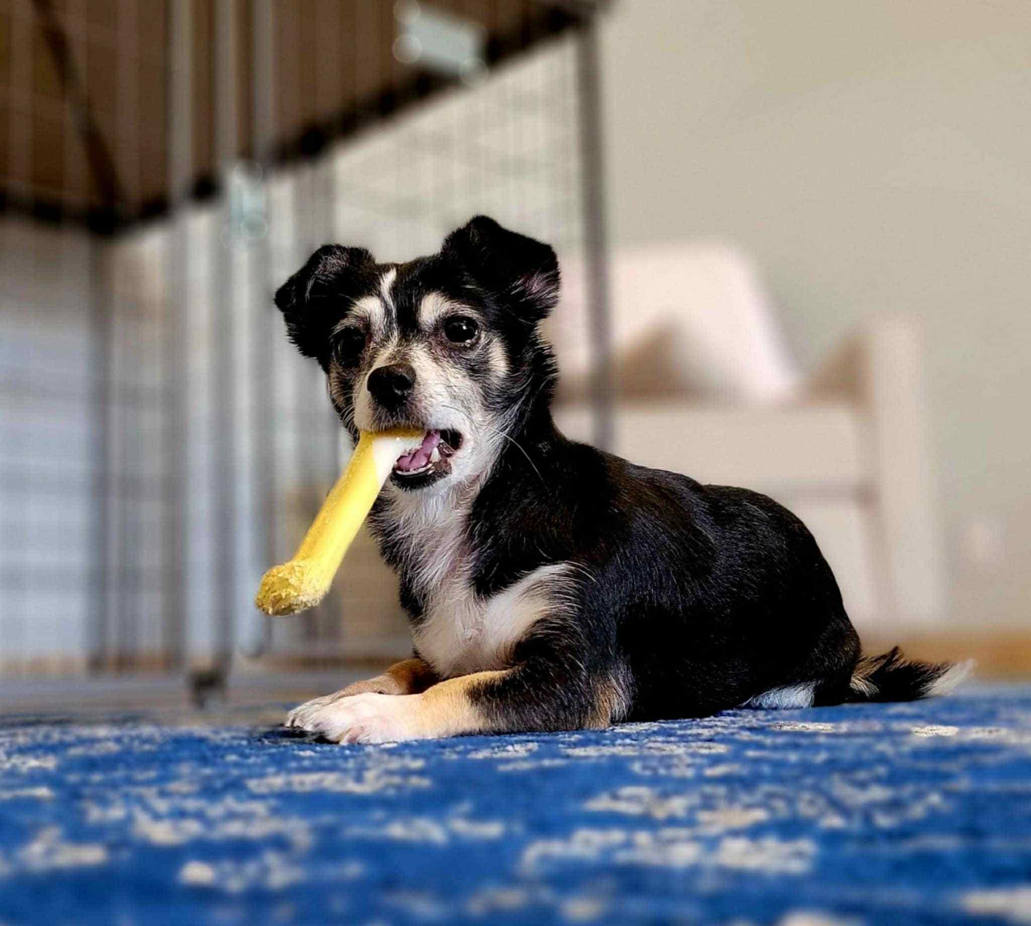 Enlarge Turtle, an adoptable Chihuahua in Phoenix, AZ image 1/6