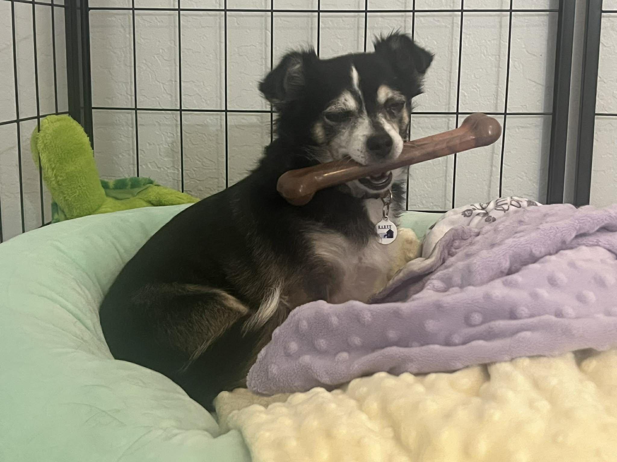 Turtle, adoptable, Young Female Chihuahua.