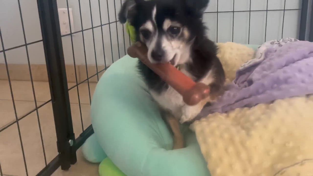 Enlarge Turtle, an adoptable Chihuahua in Phoenix, AZ video 6/6