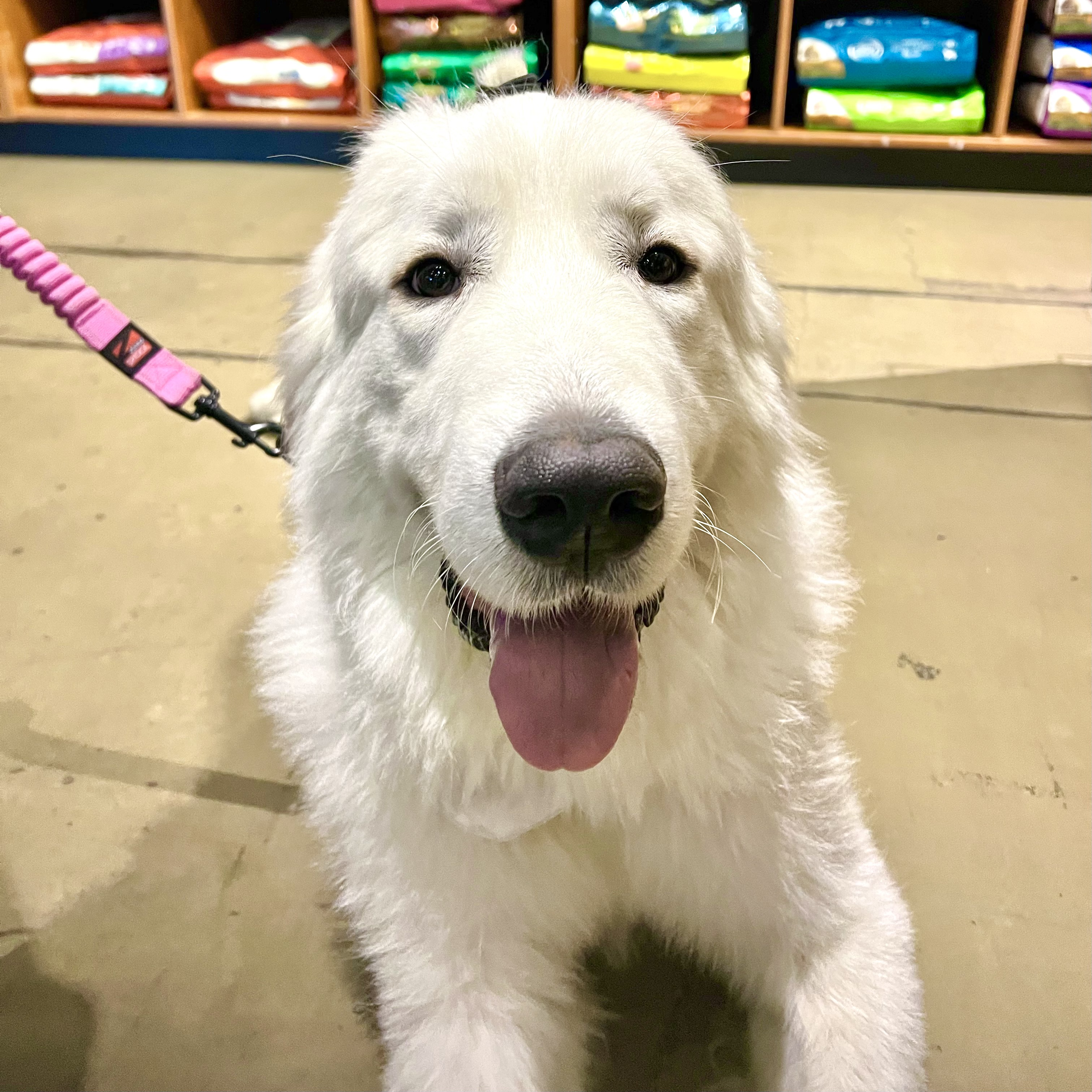 DUDE, an adoptable Great Pyrenees in Ontario, CA image 1/5