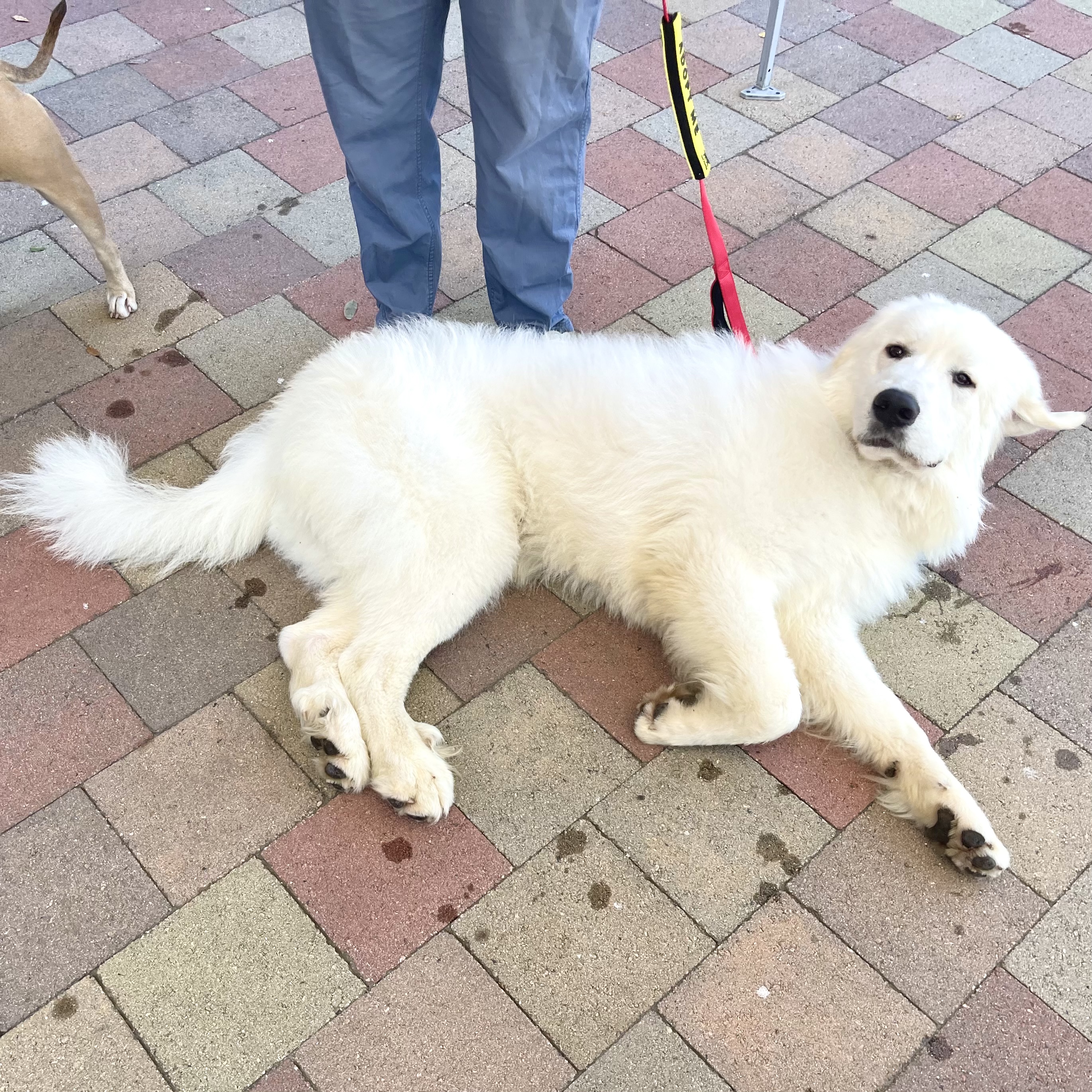 DUDE, an adoptable Great Pyrenees in Ontario, CA image 5/5