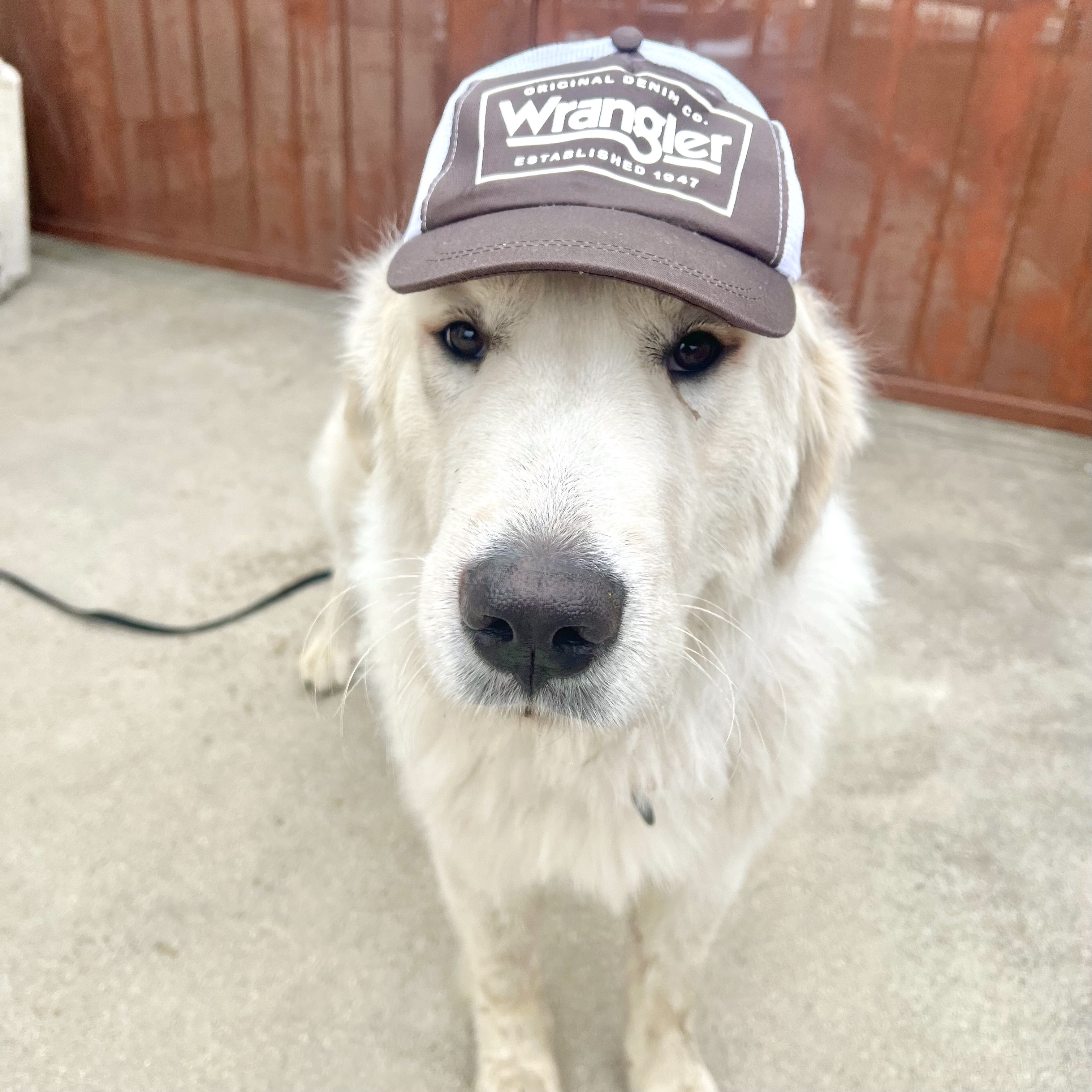 DUDE, an adoptable Great Pyrenees in Ontario, CA image 3/5
