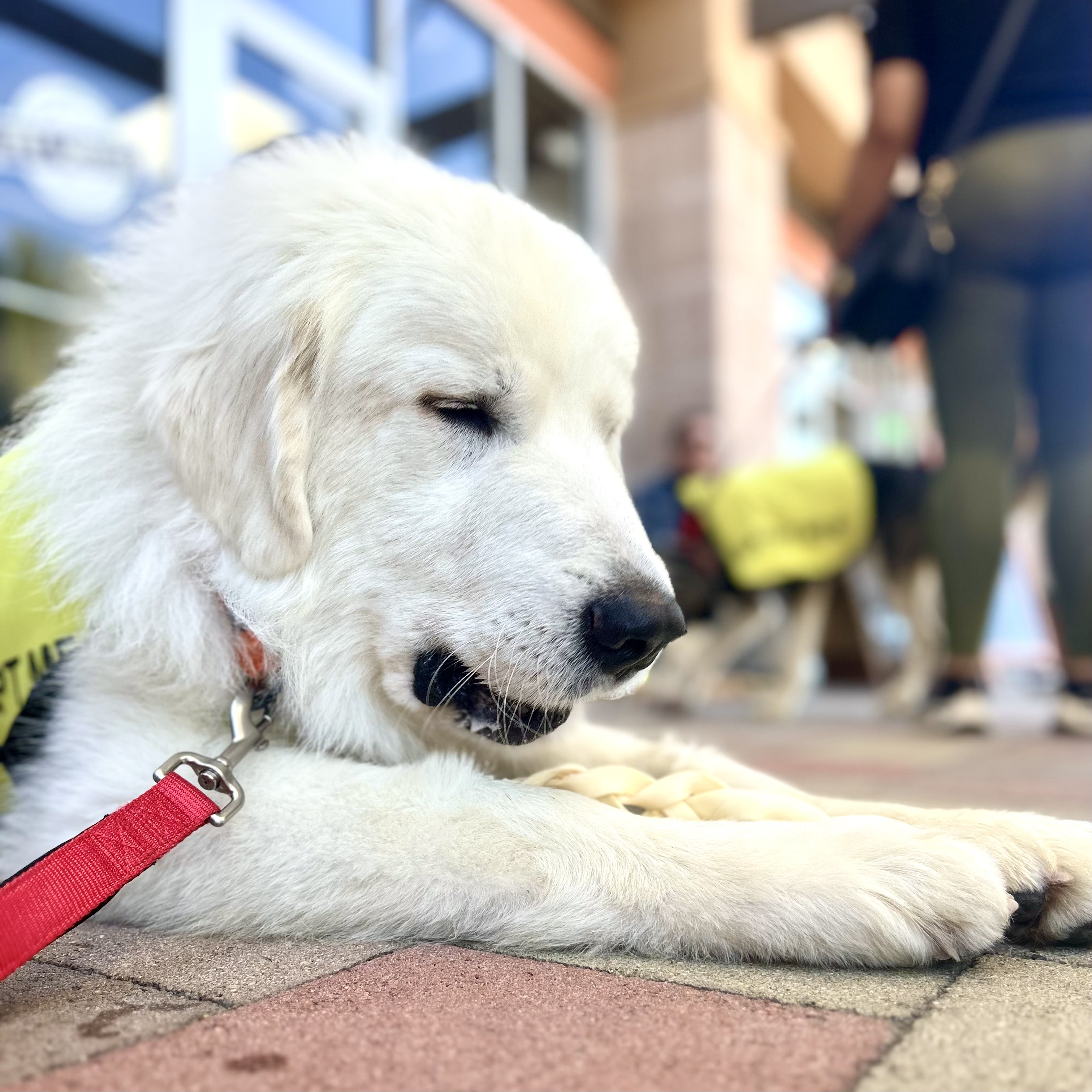 DUDE, an adoptable Great Pyrenees in Ontario, CA image 4/5
