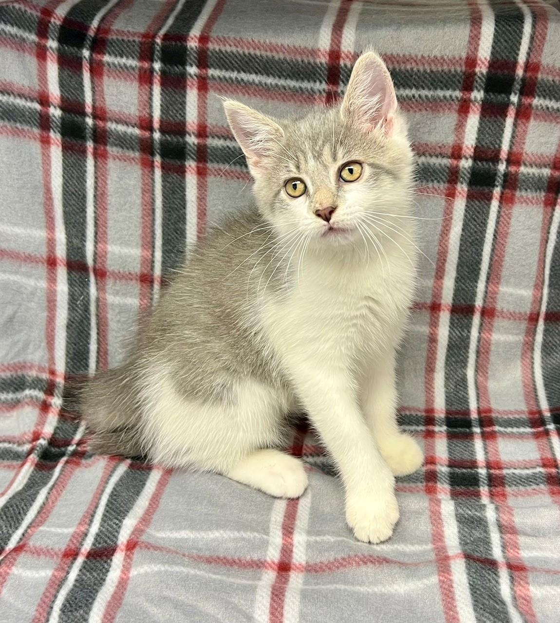 Goofy, adopted, Kitten Male Domestic Short Hair.