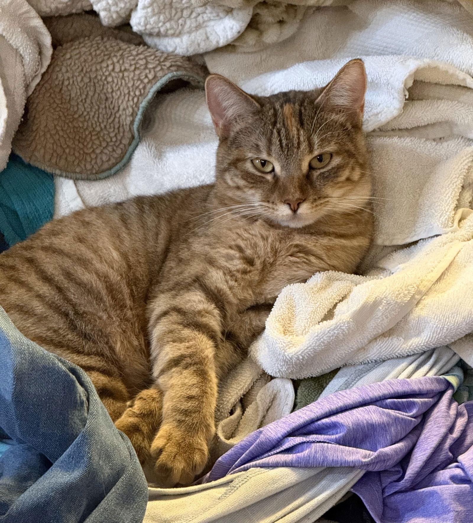 Scarlett, Adoptable, Adult Female Domestic Short Hair & Tabby.