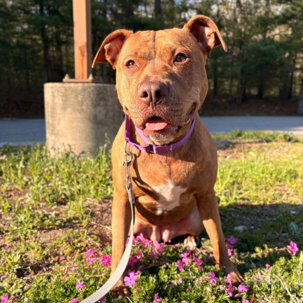 Londyn, a Adoptable American Staffordshire Terrier in Brockton, MA image 6/6