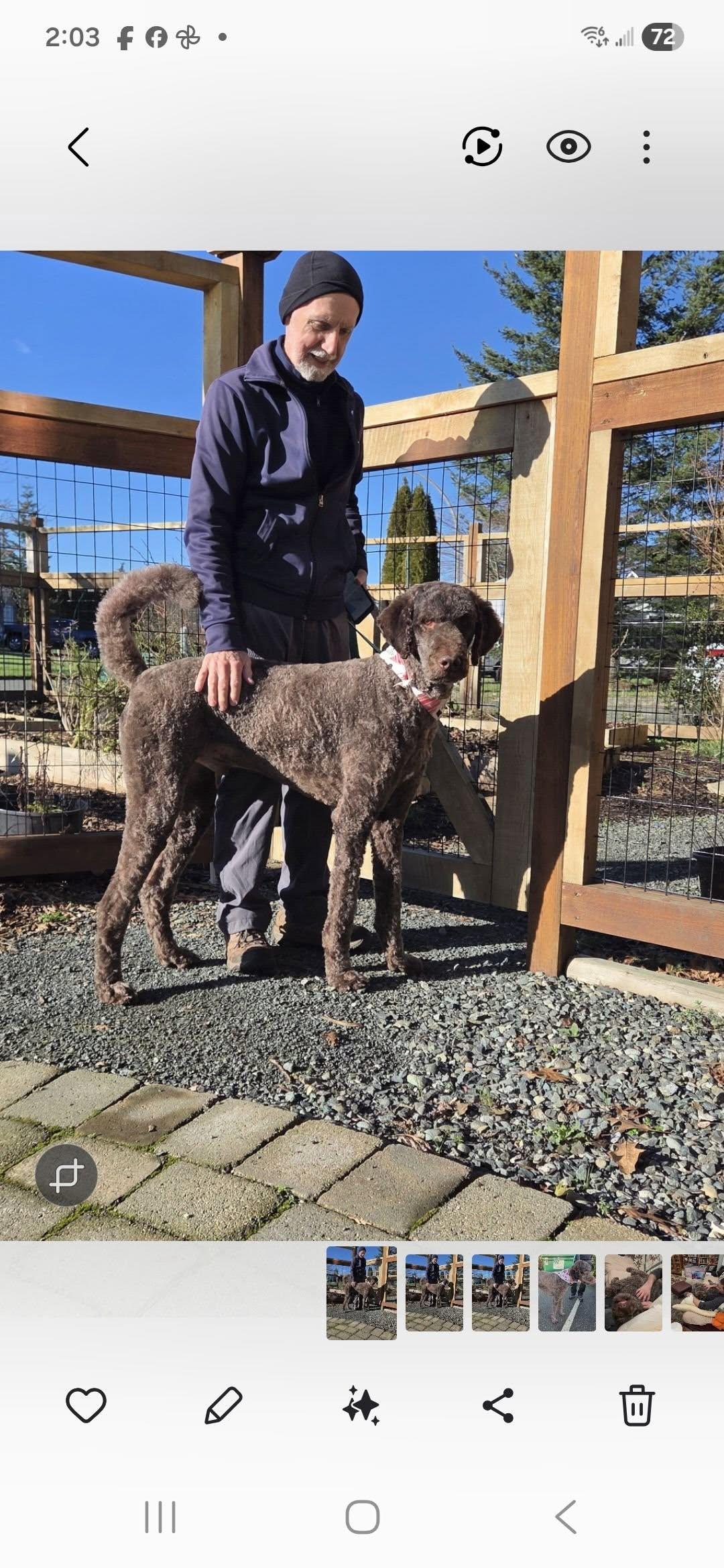 Geppetto , a ADOPTABLE Standard Poodle in Campbell River, BC image 1/2