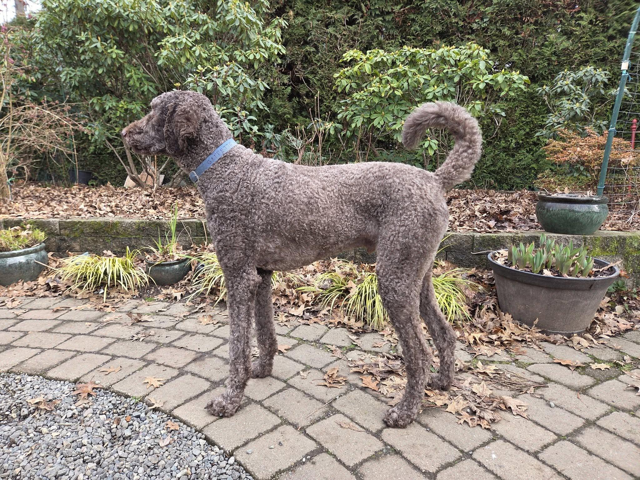 Geppetto , a ADOPTABLE Standard Poodle in Campbell River, BC image 2/2
