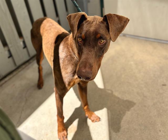 BLUE, Adoptable, Young Male Doberman Pinscher.
