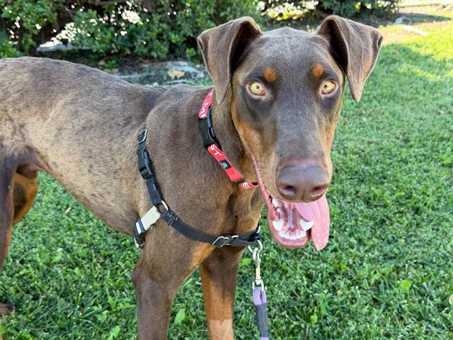 BLUE, Adoptable, Young Male Doberman Pinscher.