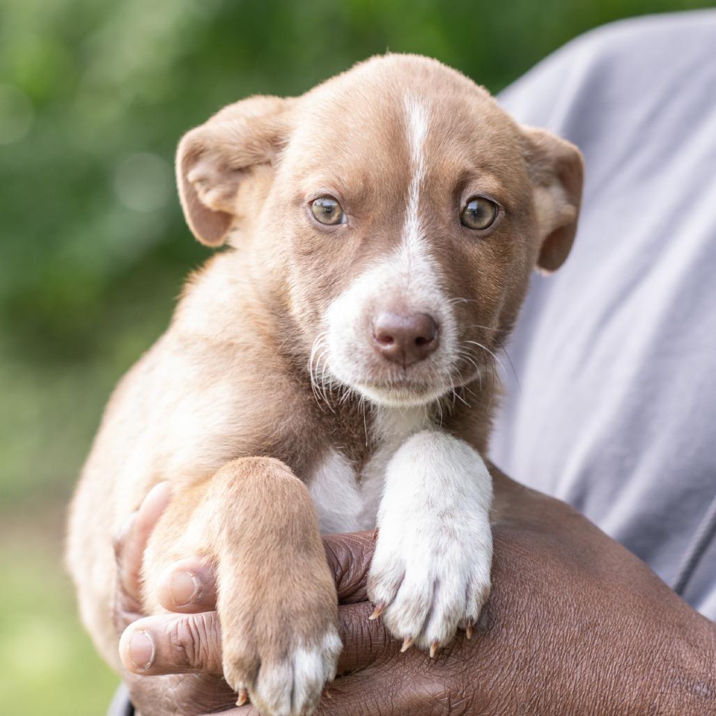 DARCY-30627, Adoptable, Puppy Female Pit Bull Terrier & Mixed Breed.