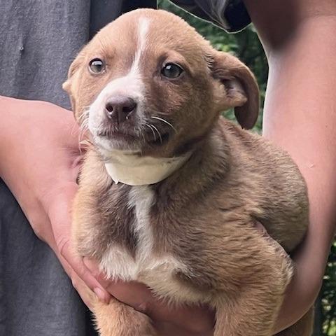 DARCY-30627, a Adoptable mixed breed in Bartlett, TN image 2/2