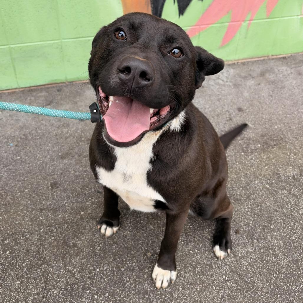 Enlarge Winnie, a Adoptable mixed breed in Franklin, NC image 1/1