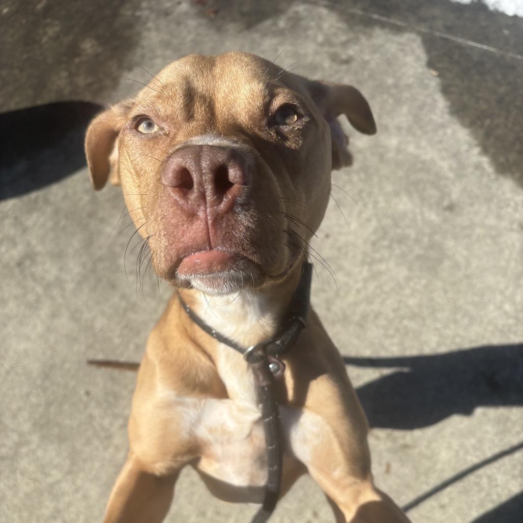 Enlarge Marshall, a Adoptable Pit Bull Terrier in Belleville, IL image 1/6