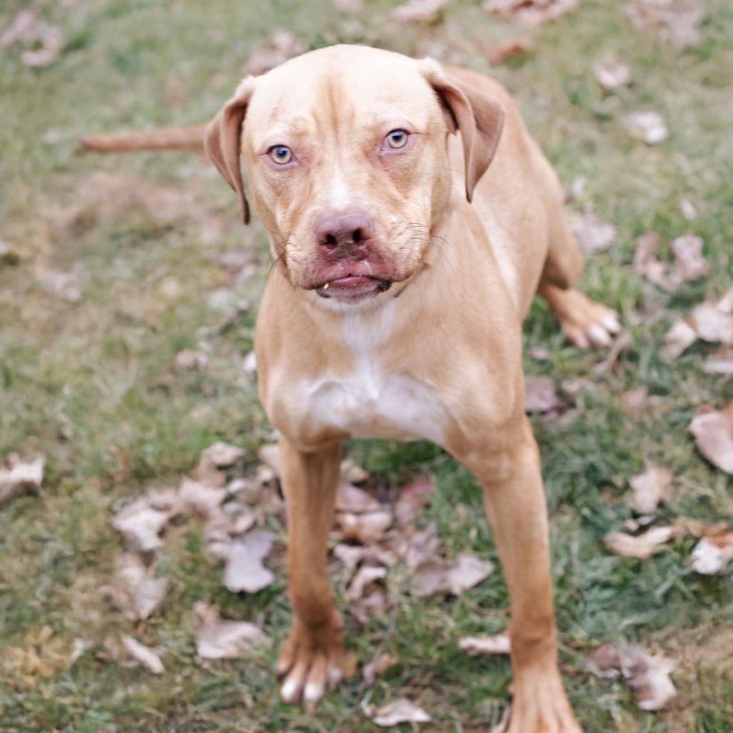 Enlarge Marshall, a Adoptable Pit Bull Terrier in Belleville, IL image 3/6
