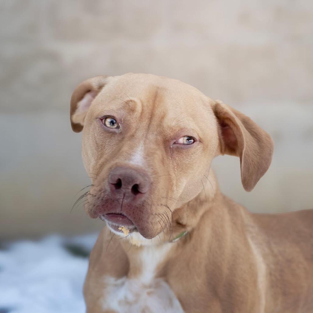 Enlarge Marshall, a Adoptable Pit Bull Terrier in Belleville, IL image 4/6