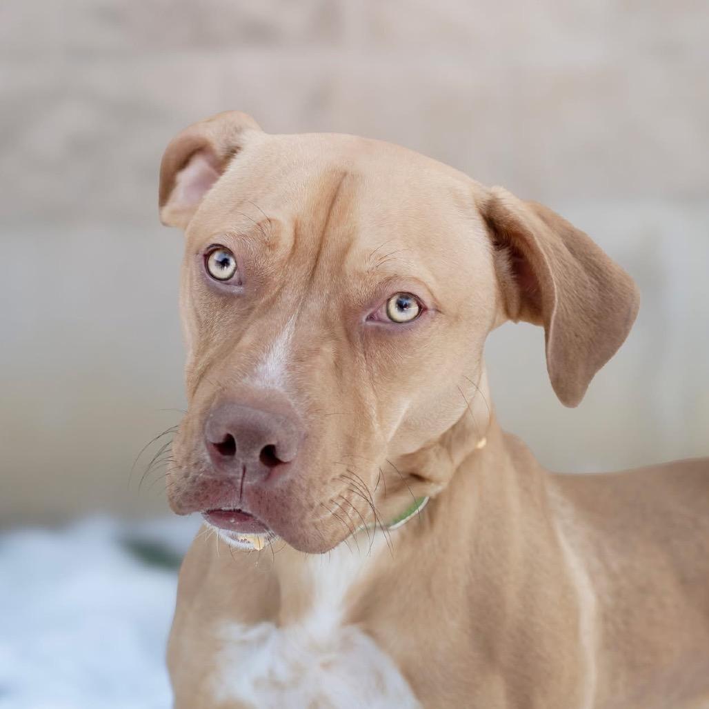 Enlarge Marshall, a Adoptable Pit Bull Terrier in Belleville, IL image 6/6