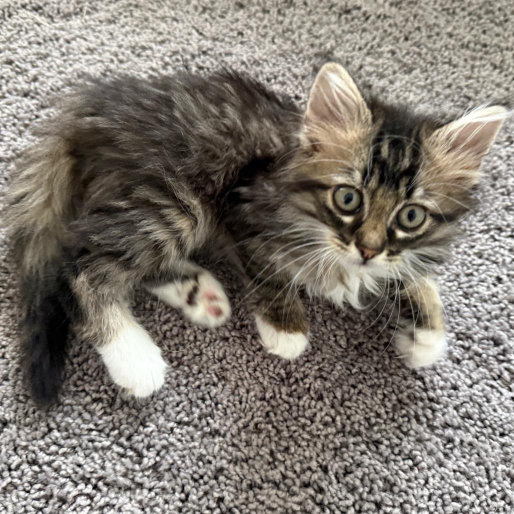 Enlarge Willow (RW#3), a Adoptable Domestic Long Hair in Flower Mound, TX image 1/6