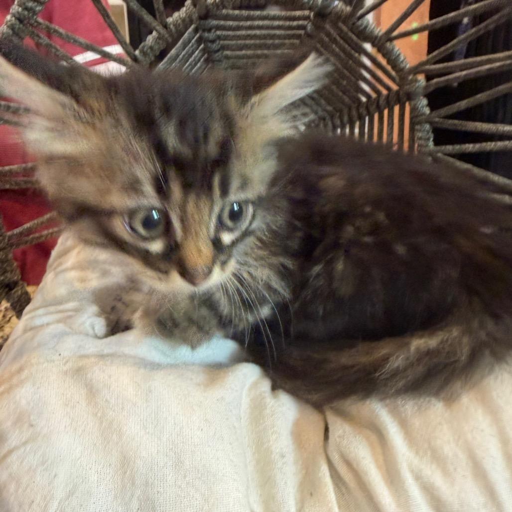 Enlarge Willow (RW#3), a Adoptable Domestic Long Hair in Flower Mound, TX image 2/6