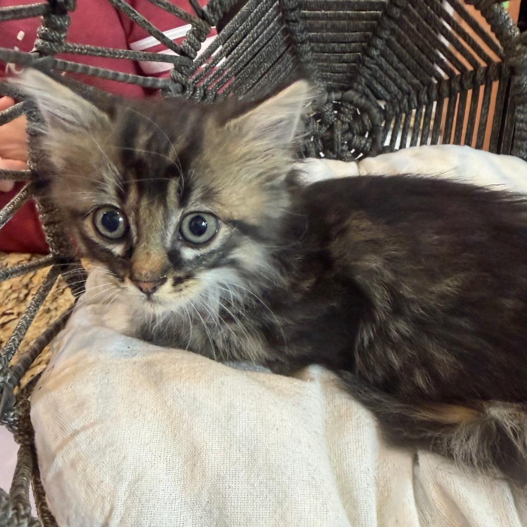 Enlarge Willow (RW#3), a Adoptable Domestic Long Hair in Flower Mound, TX image 3/6