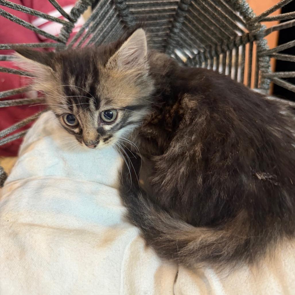 Enlarge Willow (RW#3), a Adoptable Domestic Long Hair in Flower Mound, TX image 4/6