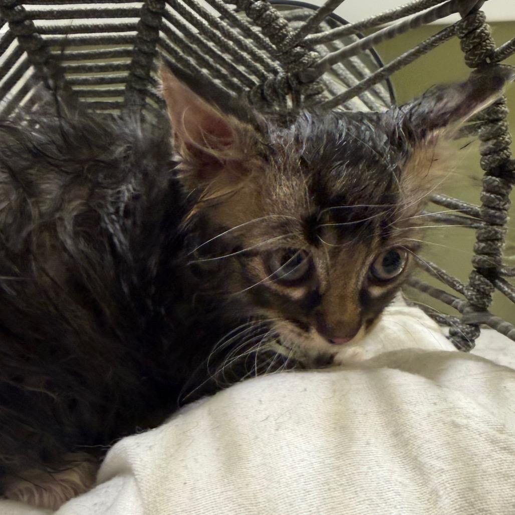 Enlarge Willow (RW#3), a Adoptable Domestic Long Hair in Flower Mound, TX image 5/6