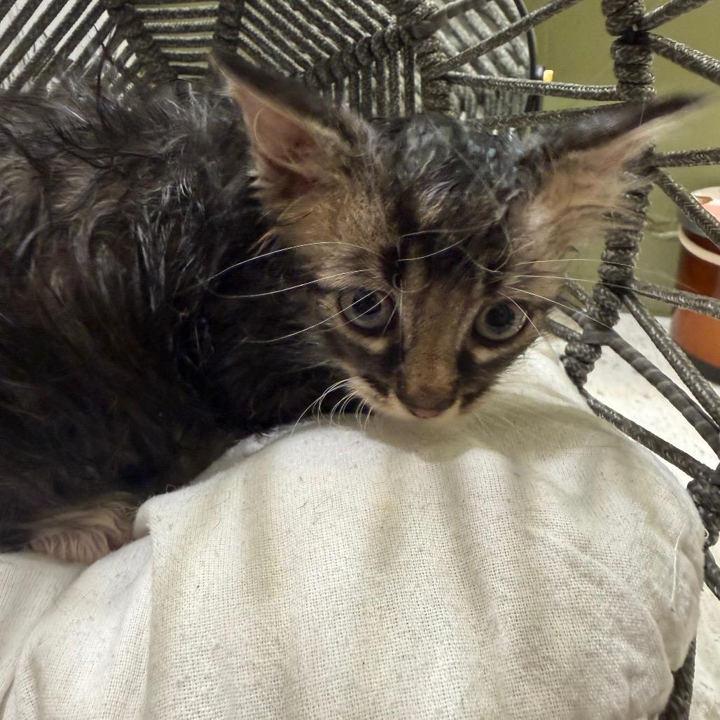 Enlarge Willow (RW#3), a Adoptable Domestic Long Hair in Flower Mound, TX image 6/6