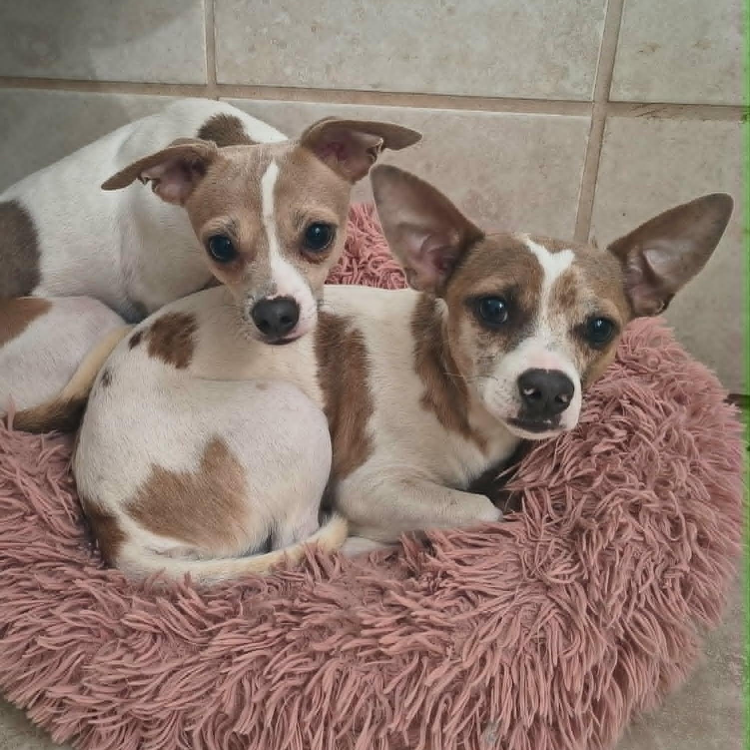 Lentil - In Foster Care, ADOPTABLE, Adult Male Chihuahua.