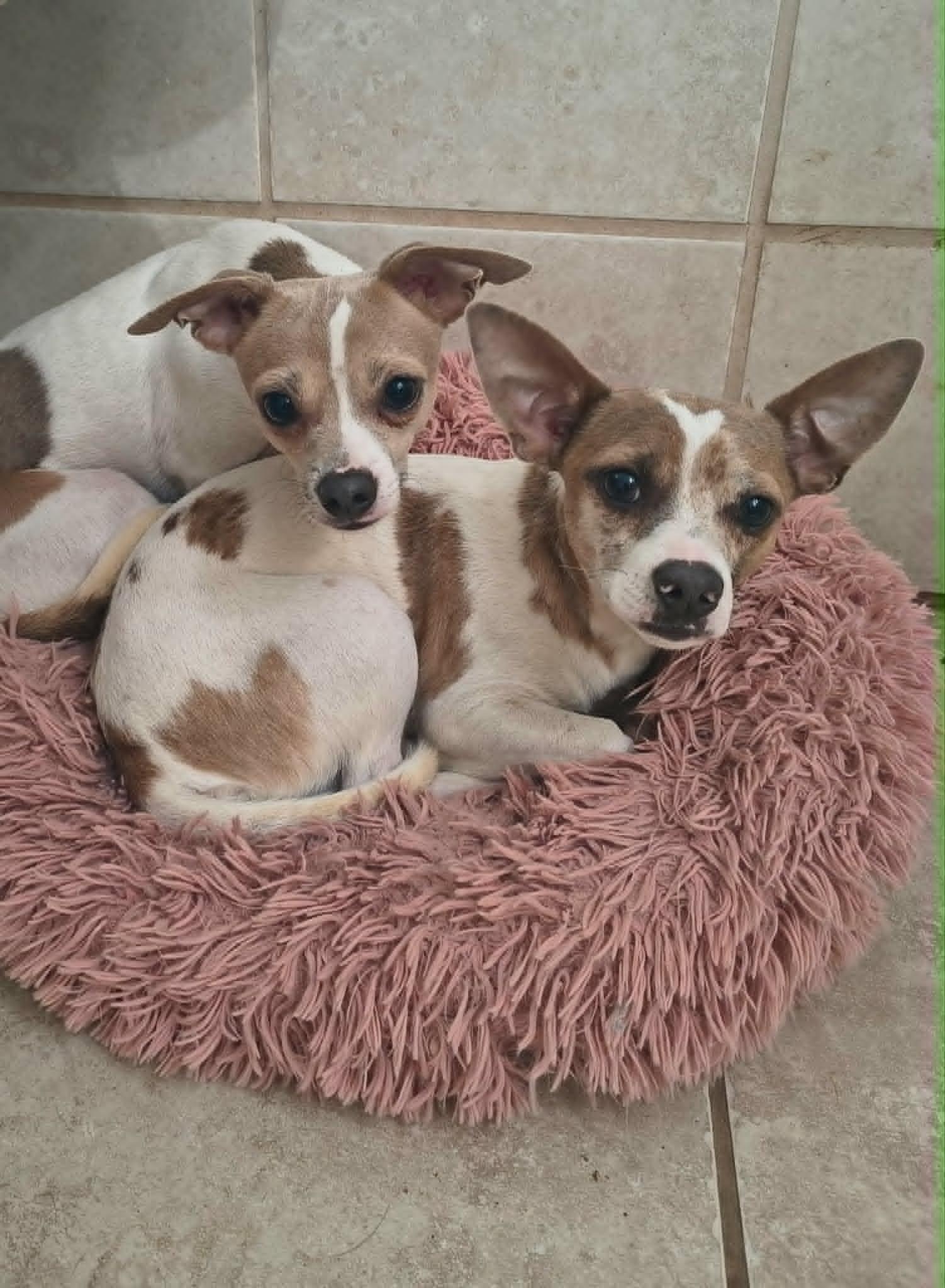 Enlarge Lentil - In Foster Care, a ADOPTABLE mixed breed in Sparta, WI image 2/4