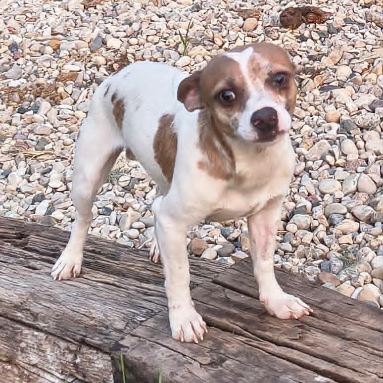 Enlarge Lentil - In Foster Care, a ADOPTABLE mixed breed in Sparta, WI image 1/4