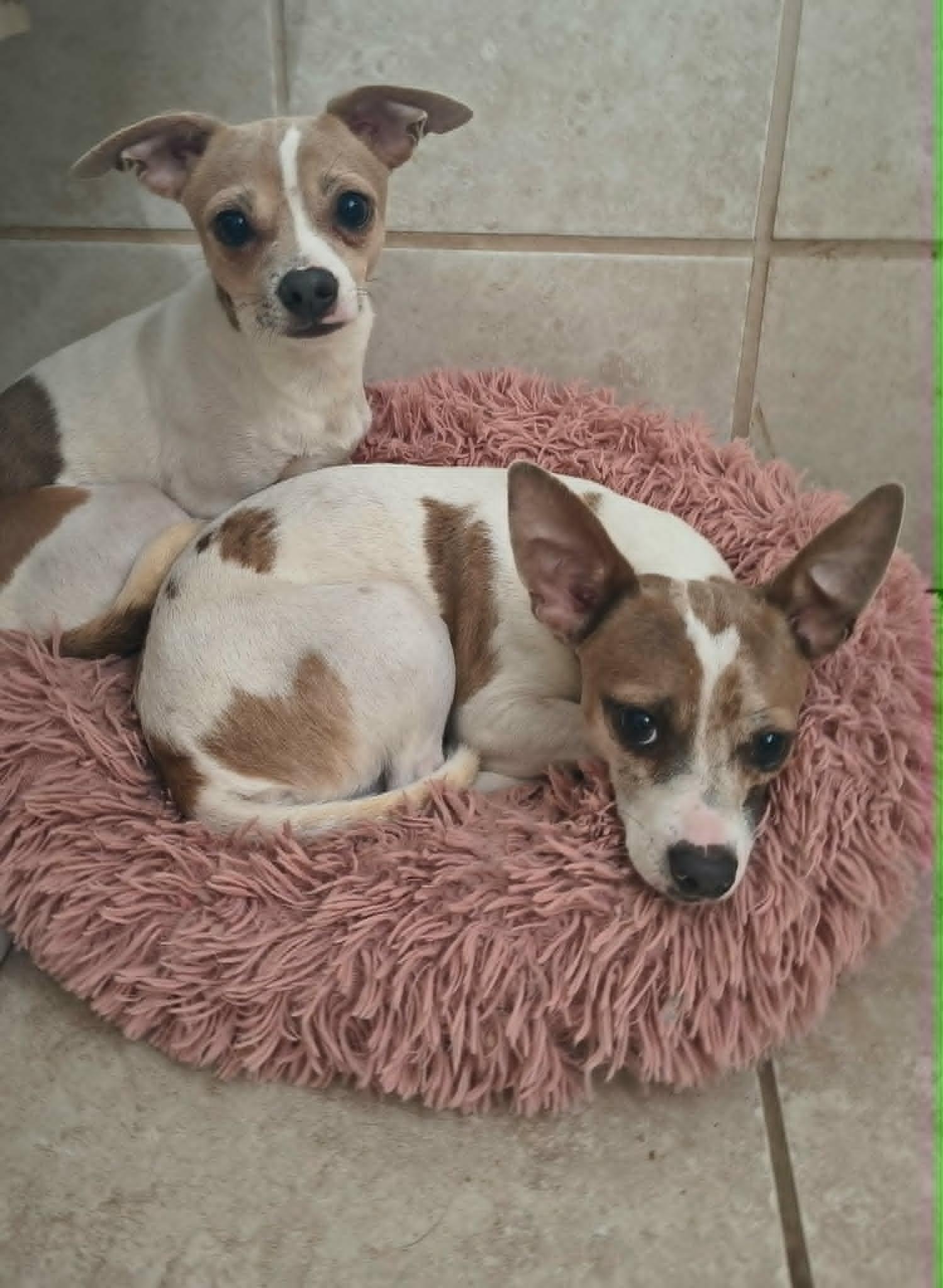 Enlarge Lentil - In Foster Care, a ADOPTABLE mixed breed in Sparta, WI image 4/4