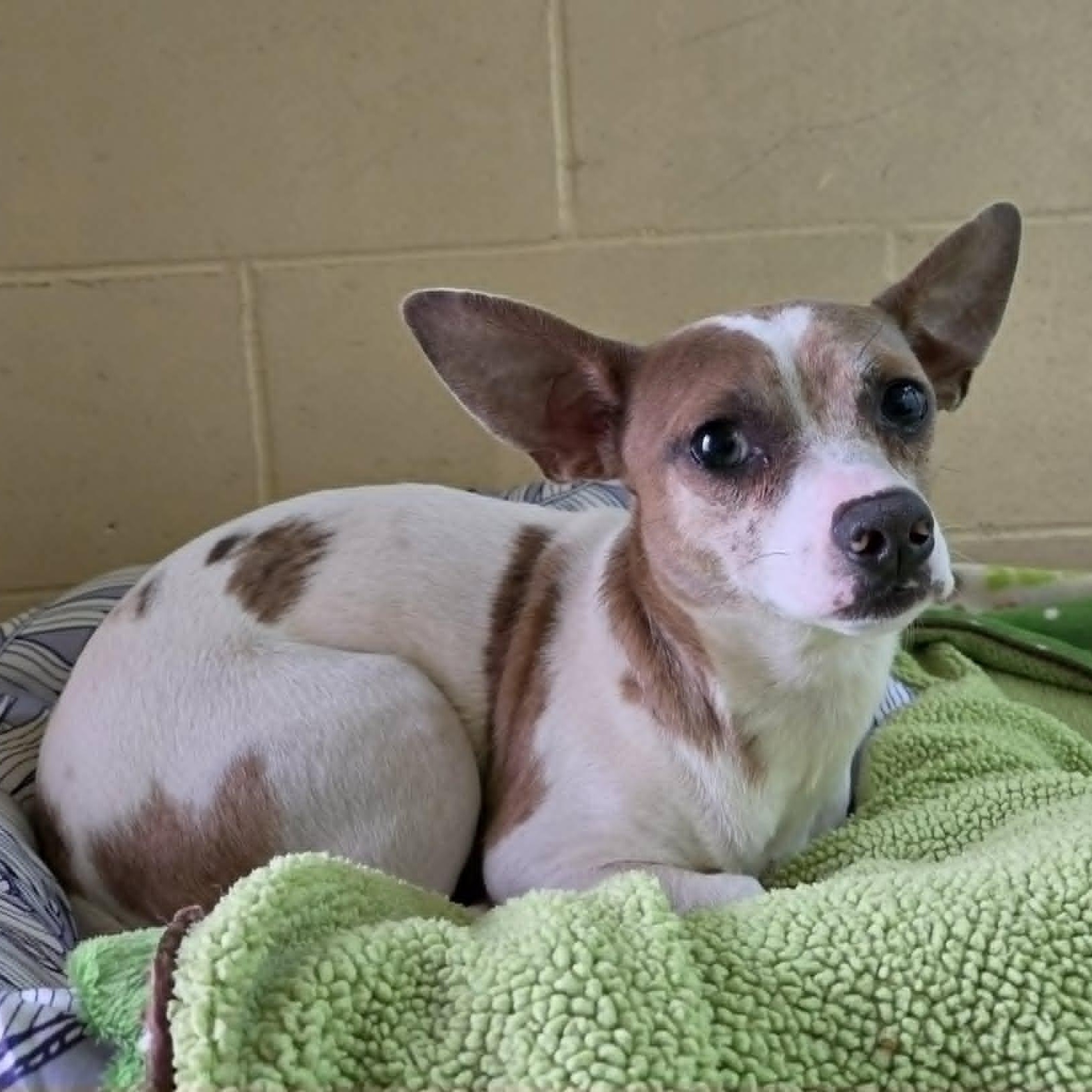 Enlarge Lentil - In Foster Care, a ADOPTABLE mixed breed in Sparta, WI image 3/4