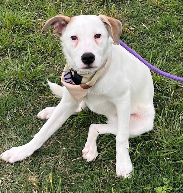 FIZZIE, a ADOPTABLE mixed breed in fort worth, TX image 1/6